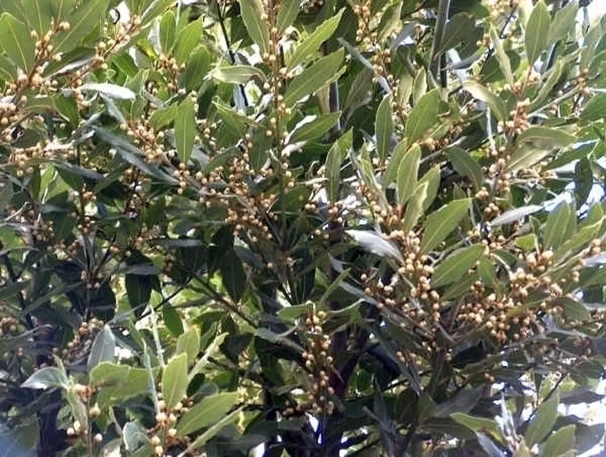 L'alloro in cuncina