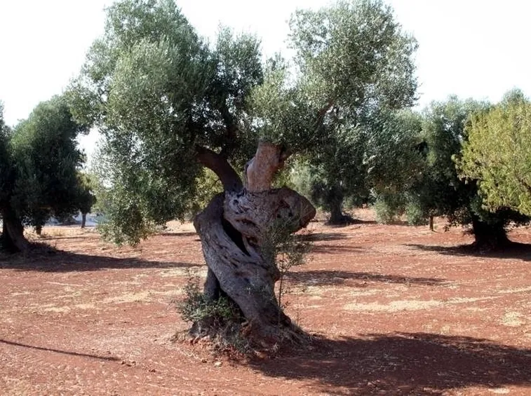 Le origini dell'ulivo