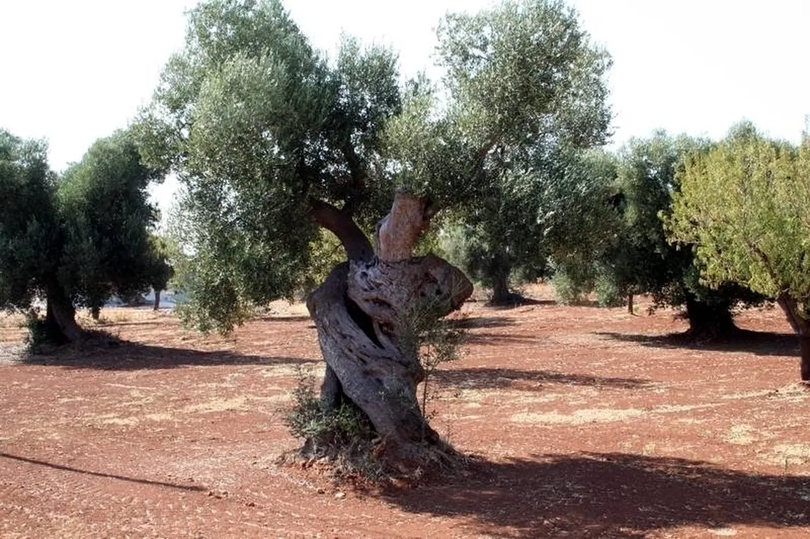 Le origini dell'ulivo