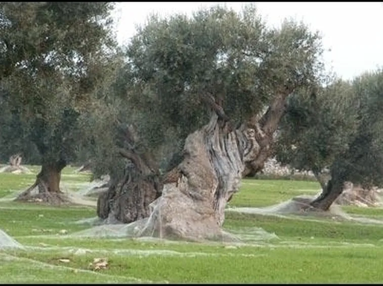 Le varietà di ulivo