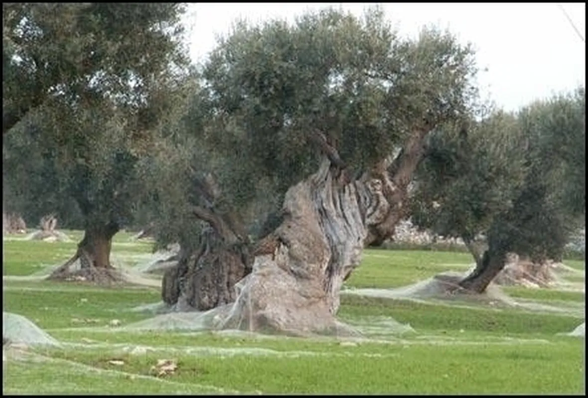 Le varietà di ulivo