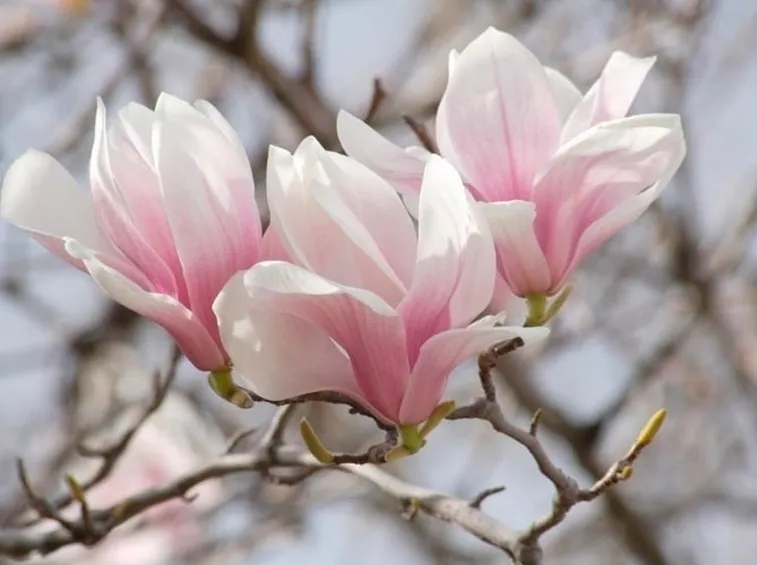 Le varietà differenti di magnolia