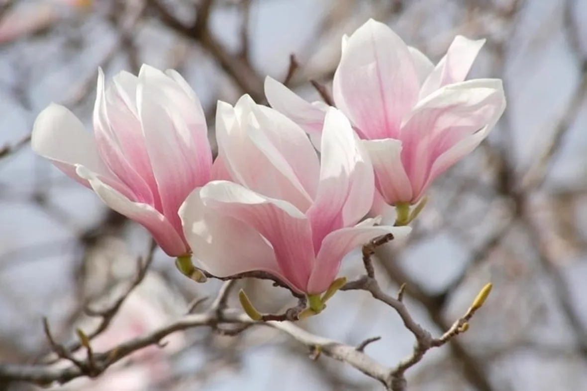Le varietà differenti di magnolia