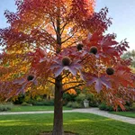 Perché il liquidambar si accende di rosso più di altri alberi
