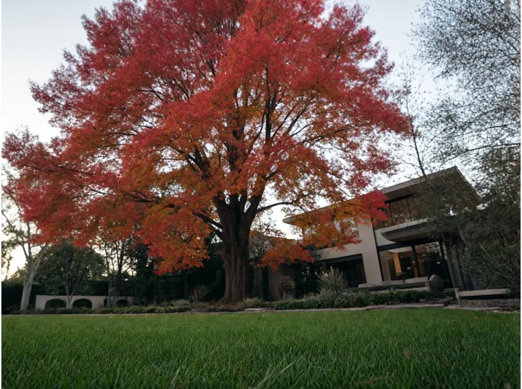 Perché il liquidambar si accende di rosso più di altri alberi