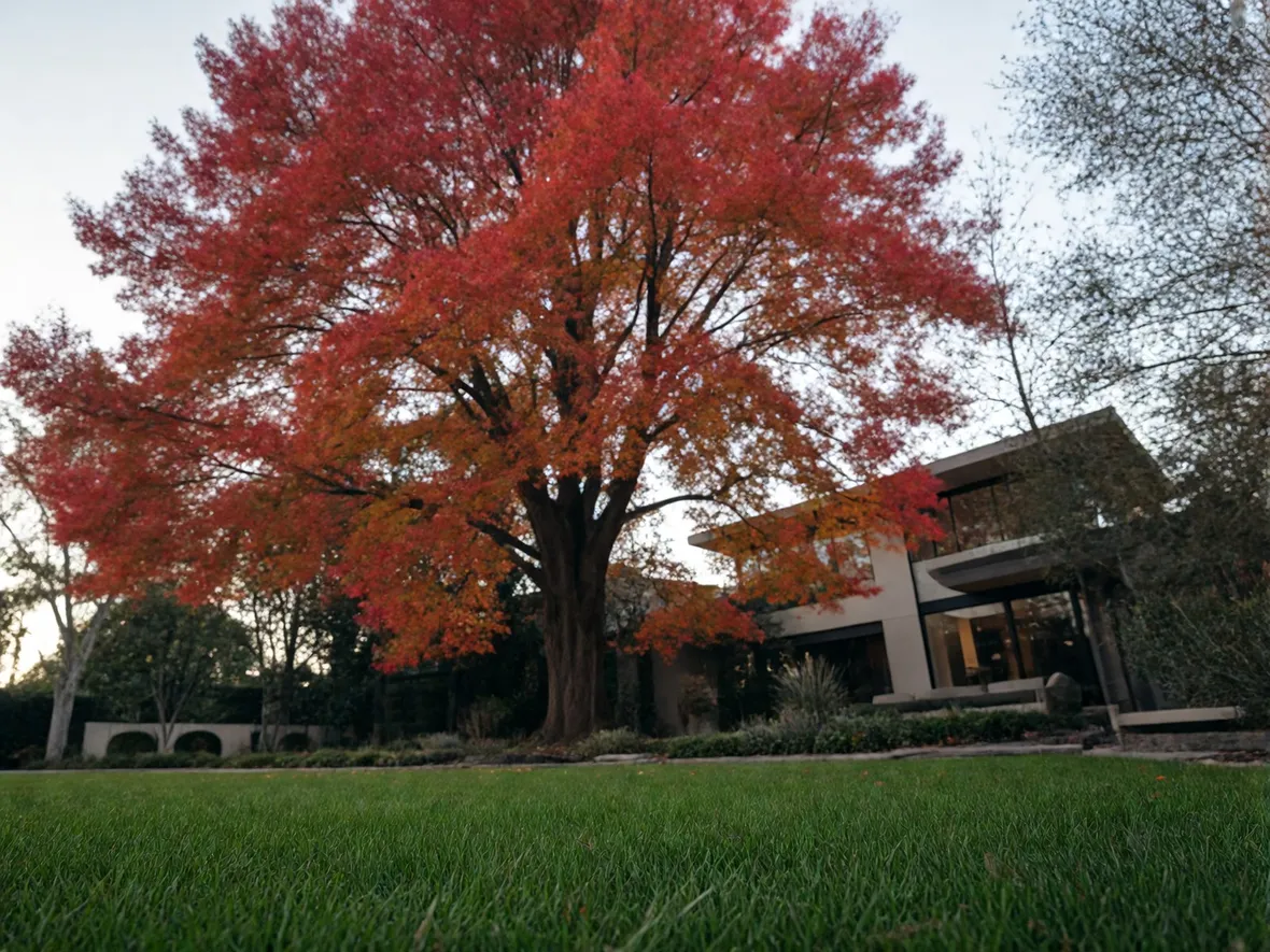 Perché il liquidambar si accende di rosso più di altri alberi