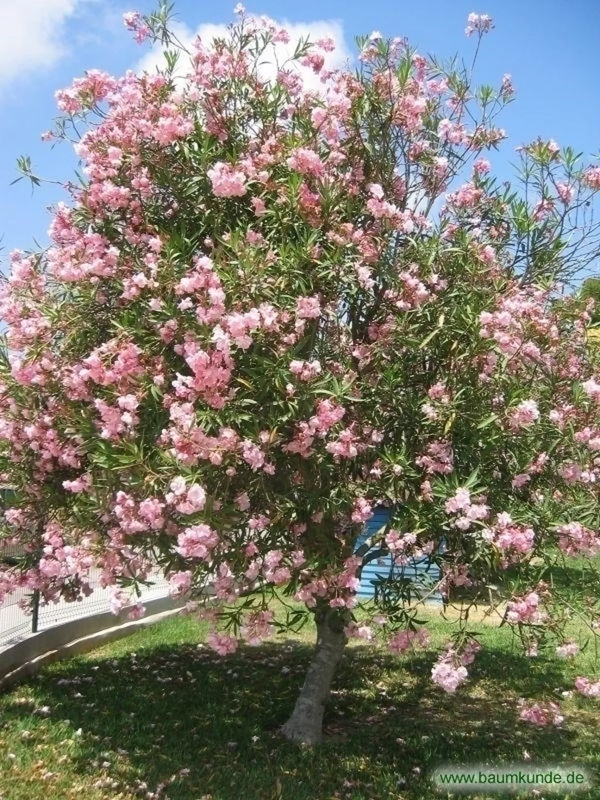 L'oleandro