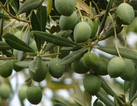 L'ulivo