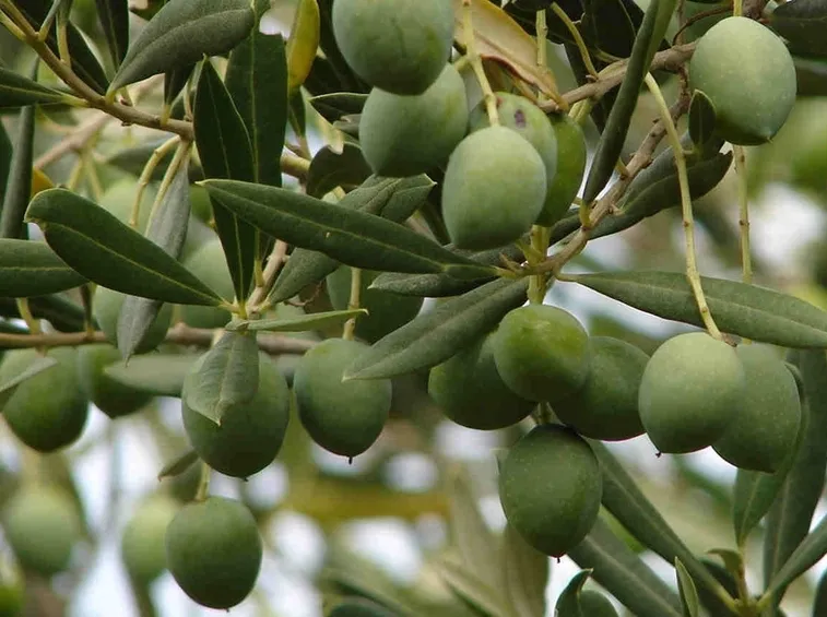L'ulivo
