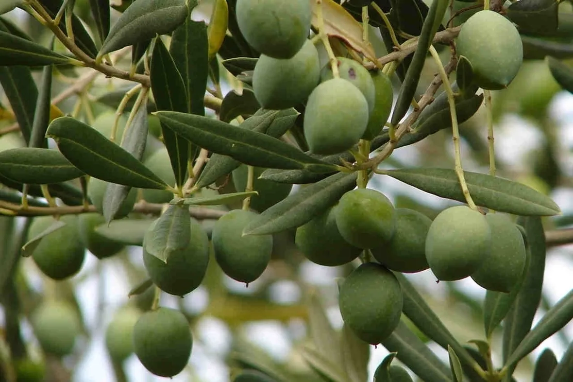 L'ulivo