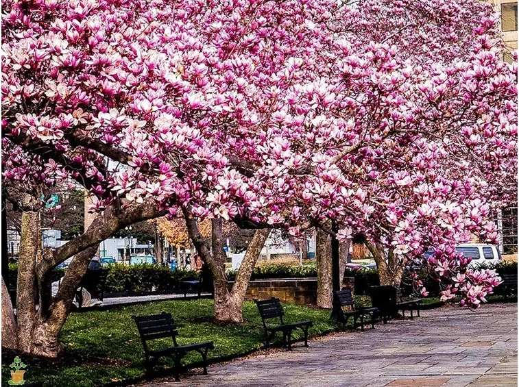 Magnolia