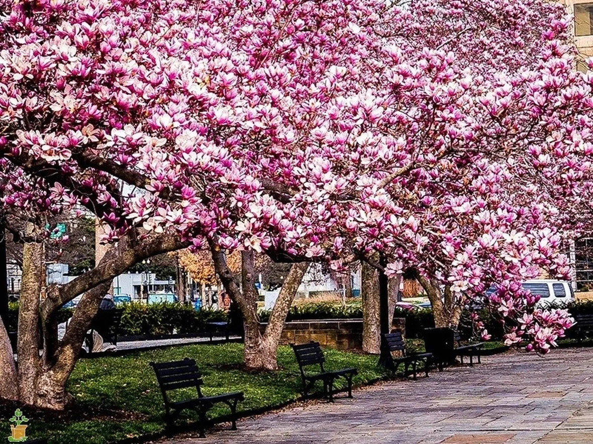 Magnolia