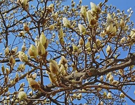Magnolia heptapeta, Syn. Magnolia denudata
