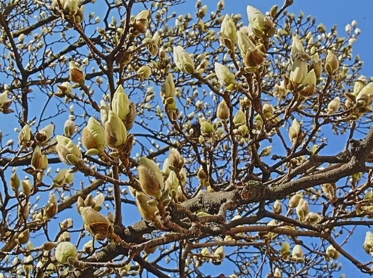 Magnolia heptapeta, Syn. Magnolia denudata