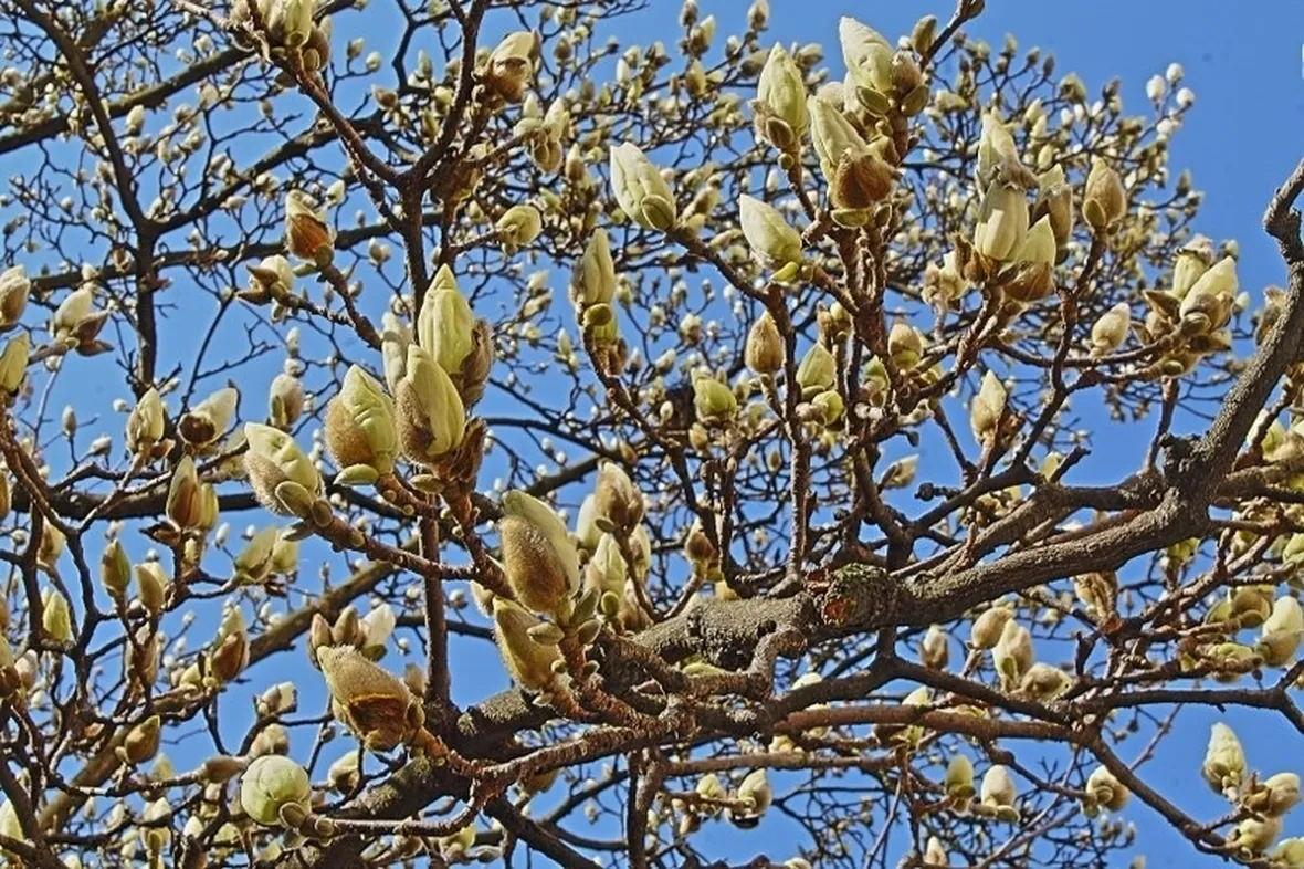 Magnolia heptapeta, Syn. Magnolia denudata