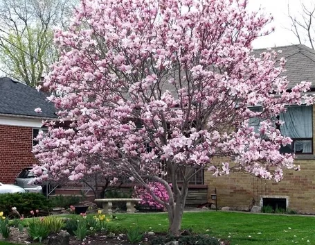 Magnolia sieboldii