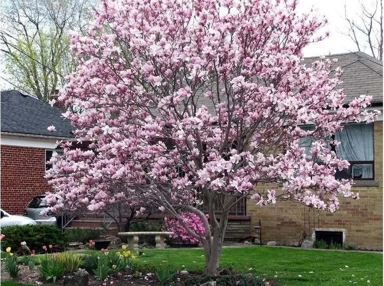 Magnolia sieboldii