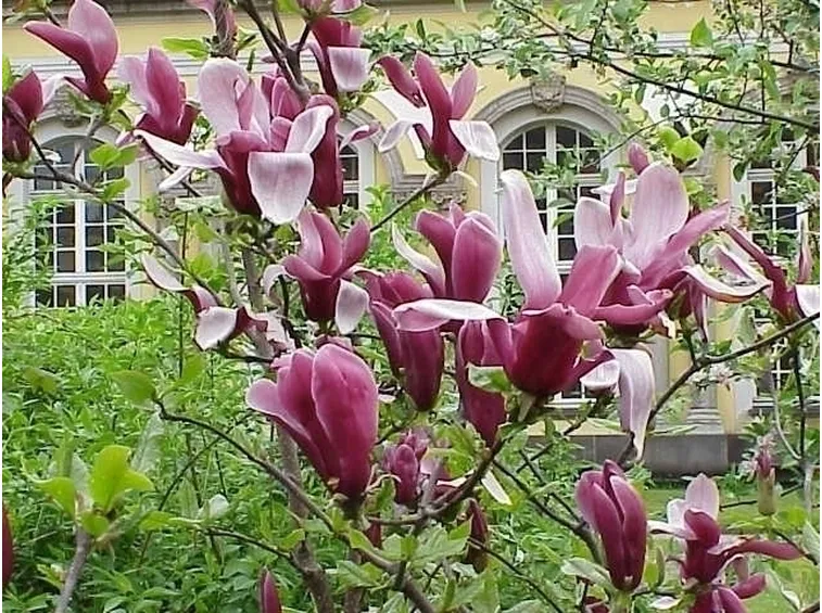 Magnolia soulangeana a foglie caduche