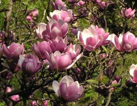 Magnolia stellata
