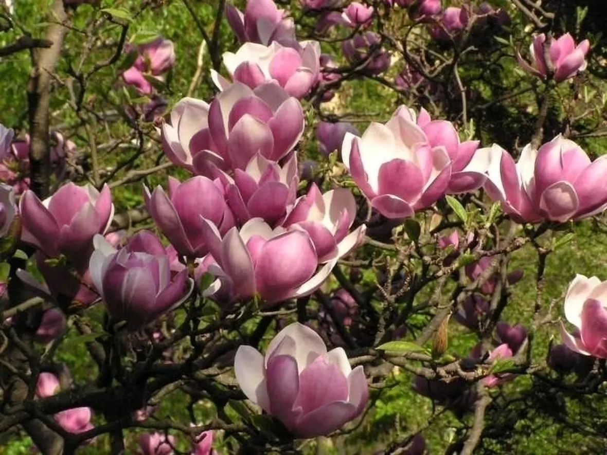 Magnolia stellata