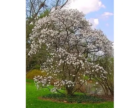 Magnolia x soulangeana