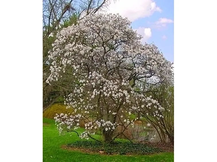 Magnolia x soulangeana