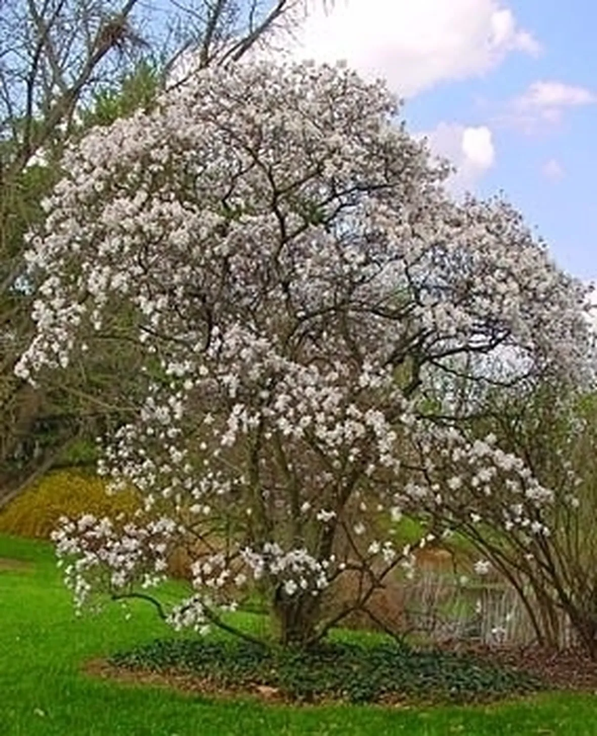 Magnolia x soulangeana