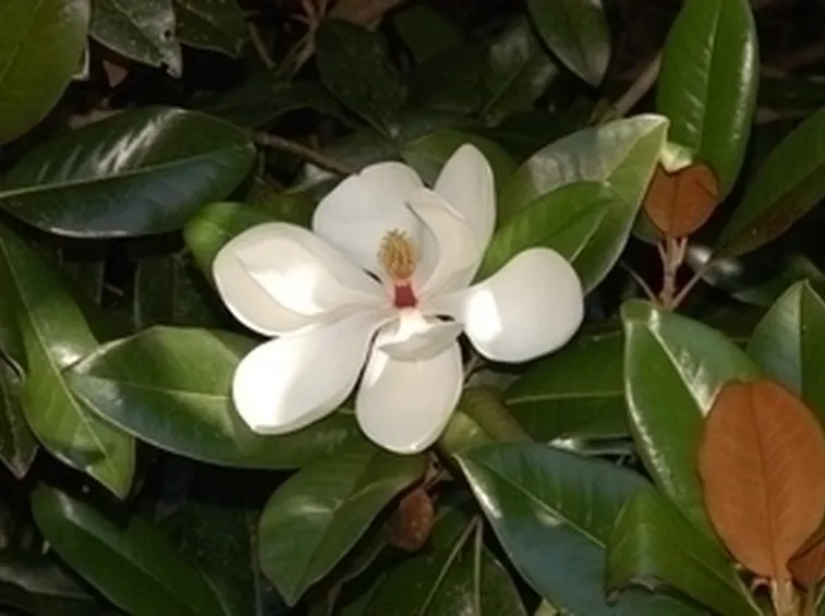 Magnolia