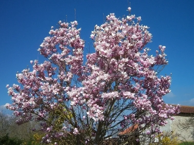 Magnolia