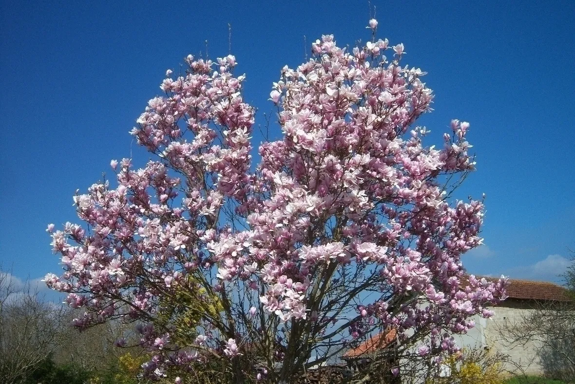 Magnolia