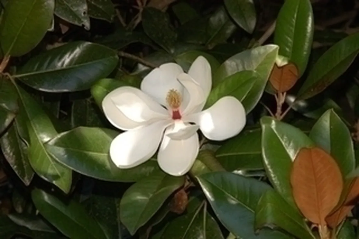 Magnolia