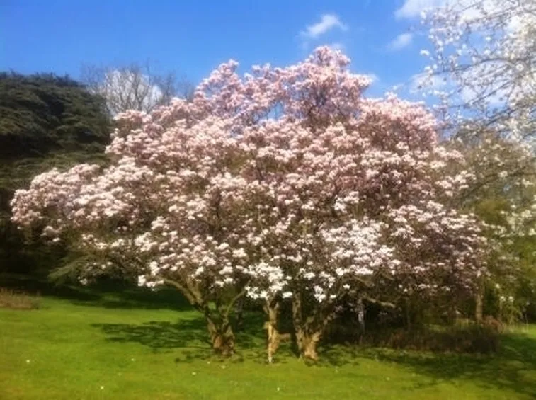 Moltiplicazione della Magnolia