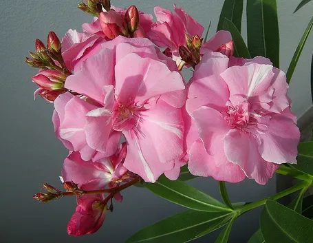 Oleandro rosa fiore doppio