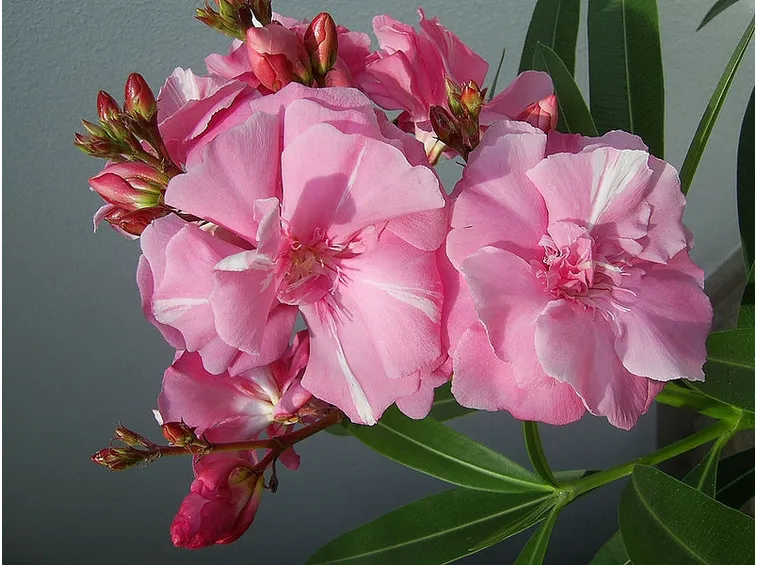 Oleandro rosa fiore doppio