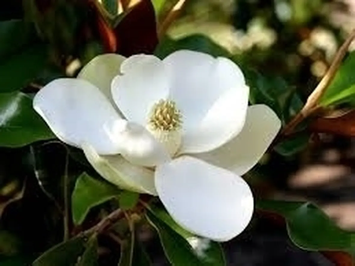 Origini della magnolia stellata