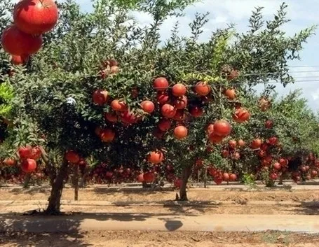 Origini e storia del melograno