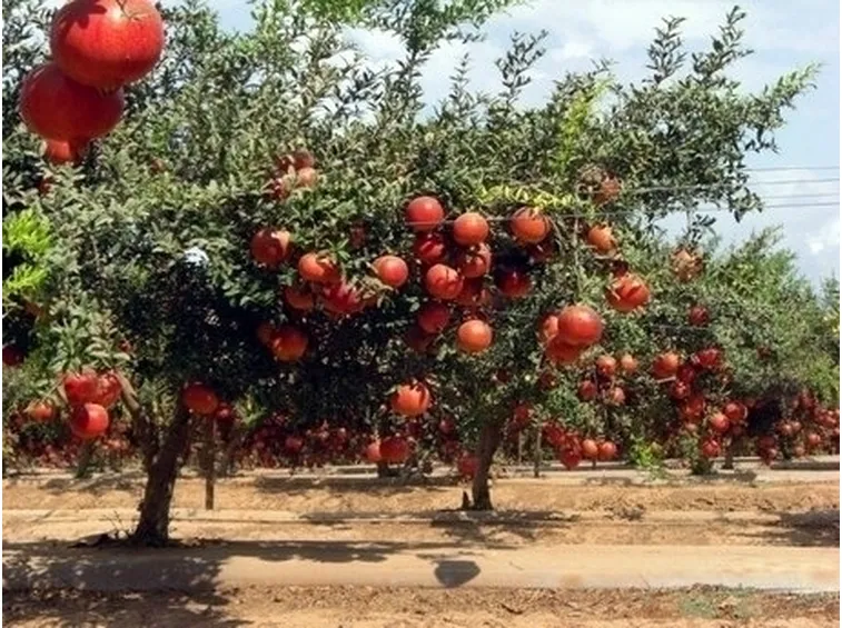 Origini e storia del melograno