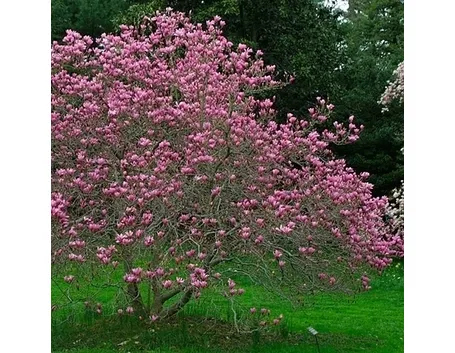 Parassiti della magnolia