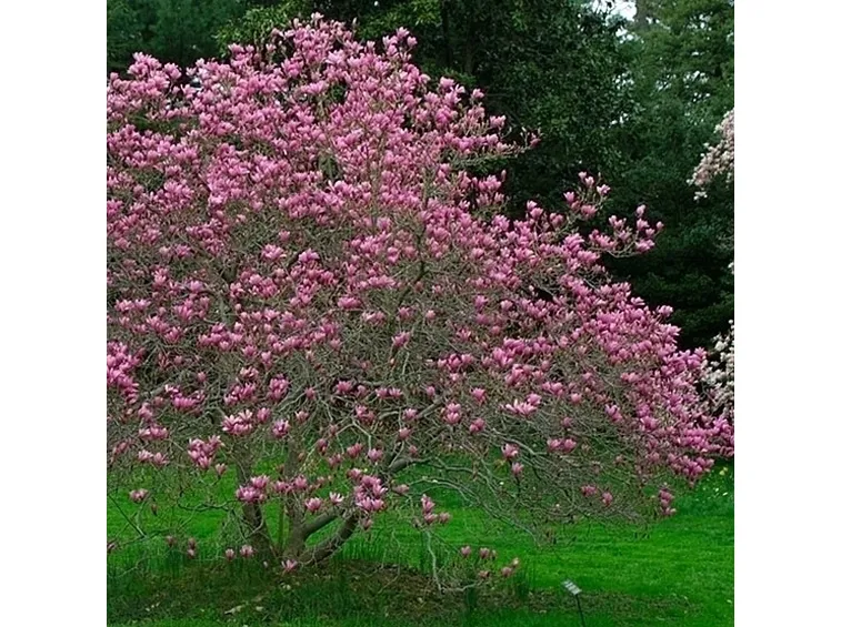 Parassiti della magnolia
