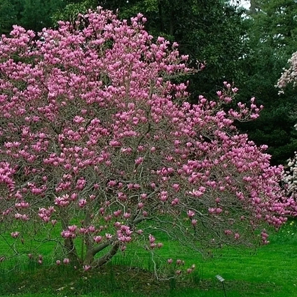 Parassiti della magnolia