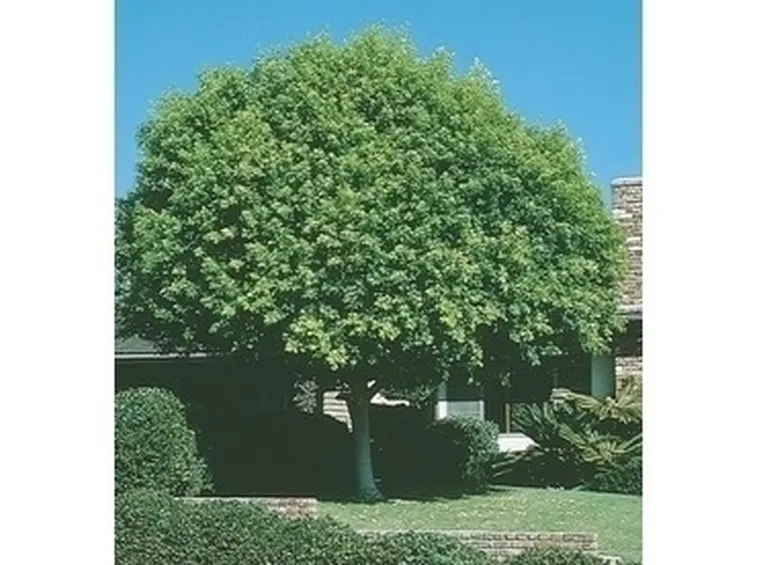 Parassiti dell'alloro