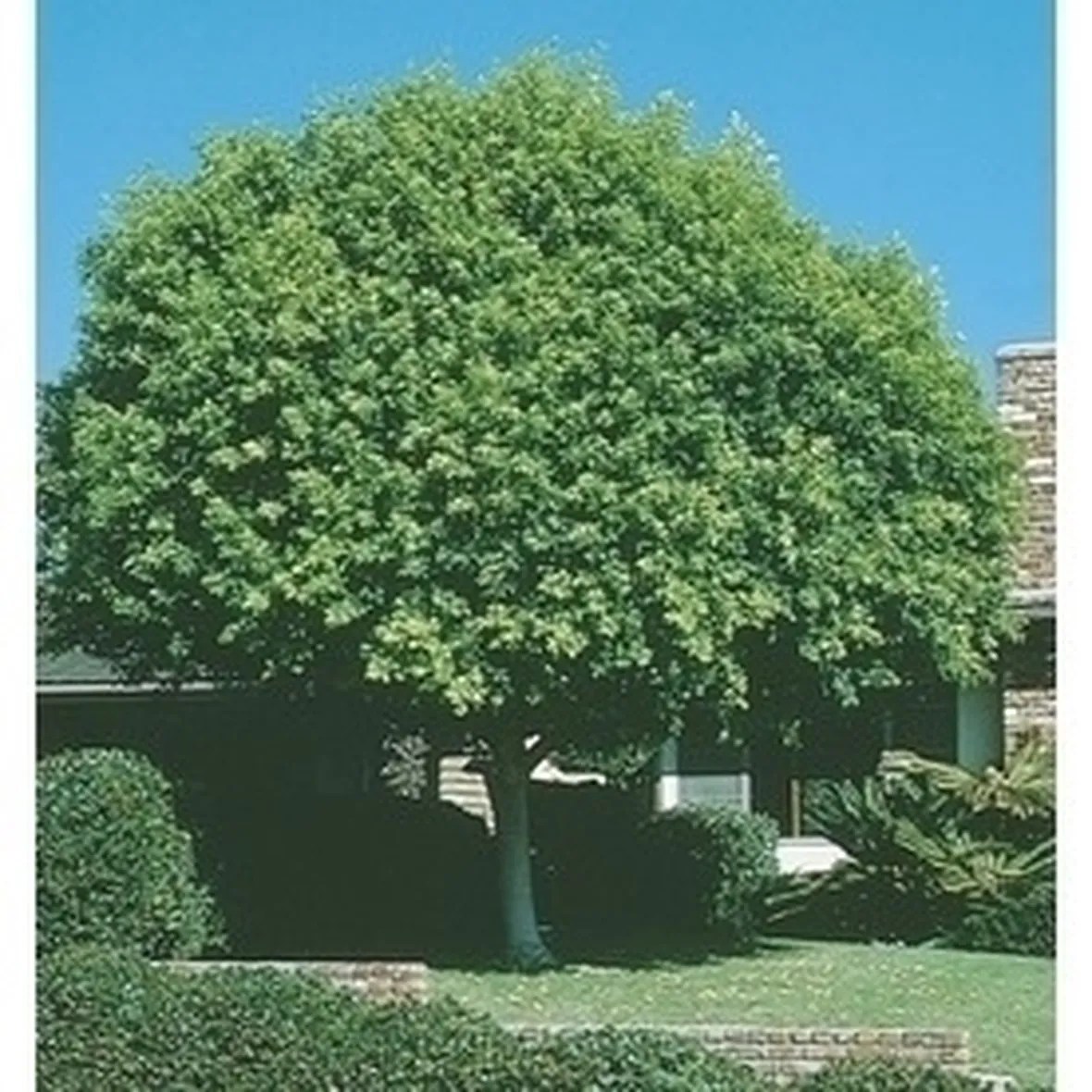Parassiti dell'alloro