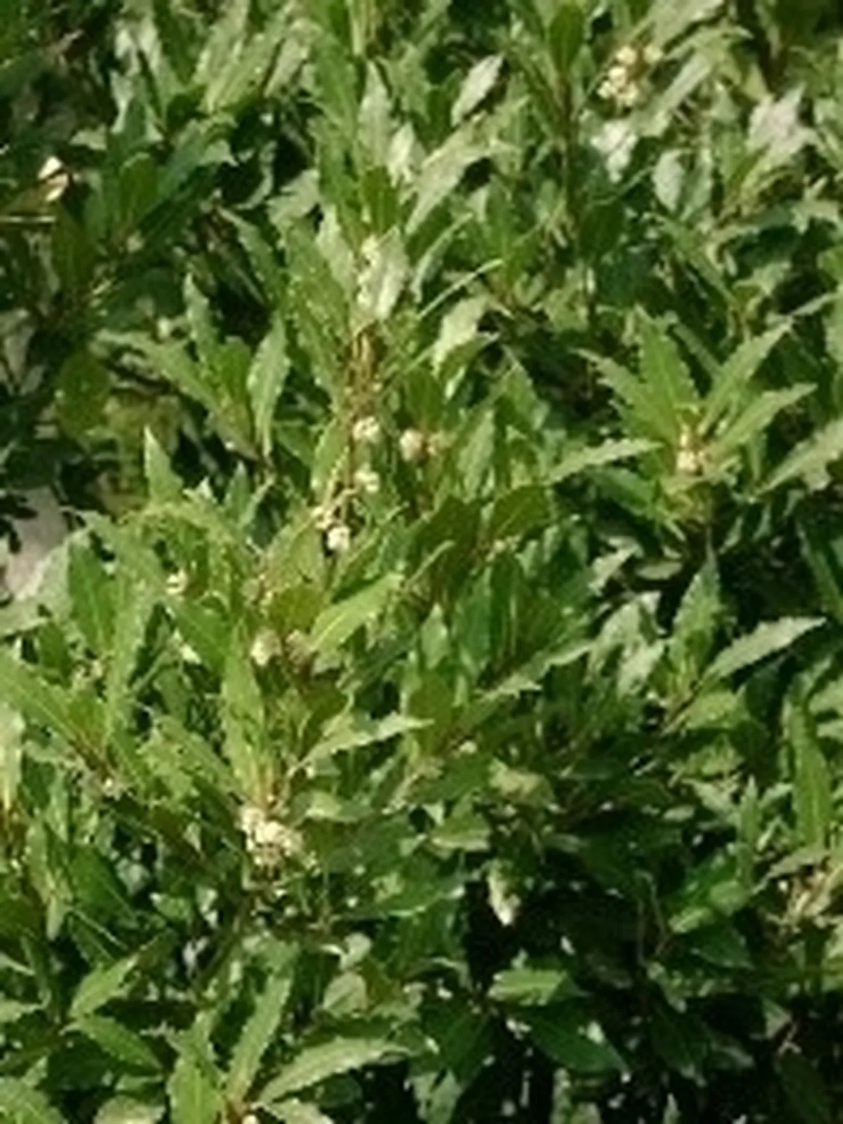Pianta di alloro: caratteristiche, storia e colori