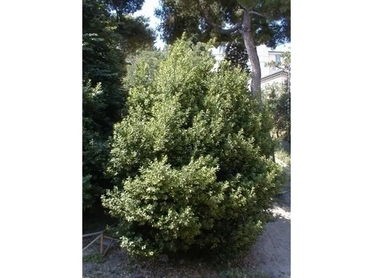 Pianta di alloro: malattie e parassiti.