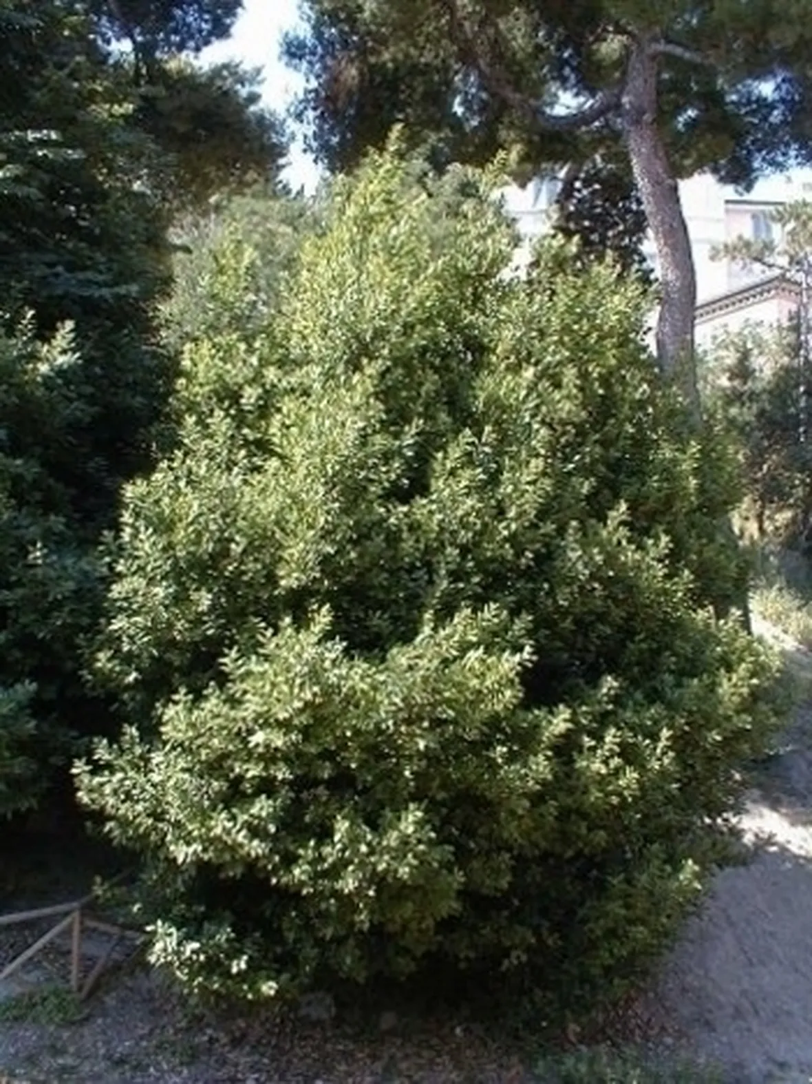 Pianta di alloro: malattie e parassiti.