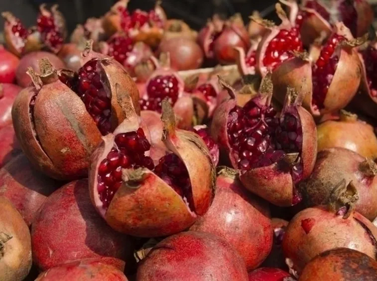 Pianta melograno
