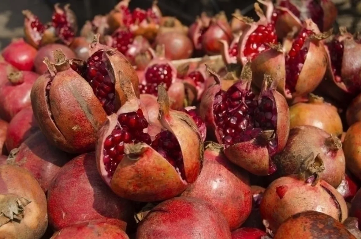 Pianta melograno