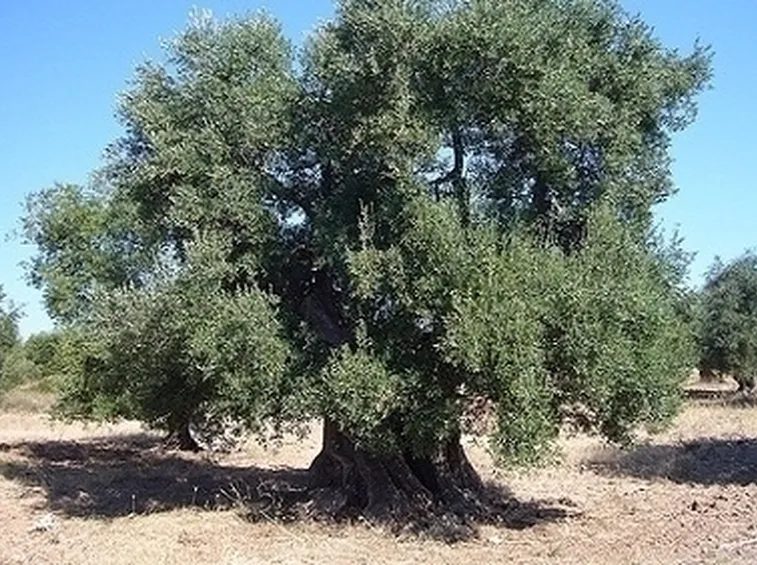 Potare l'ulivo
