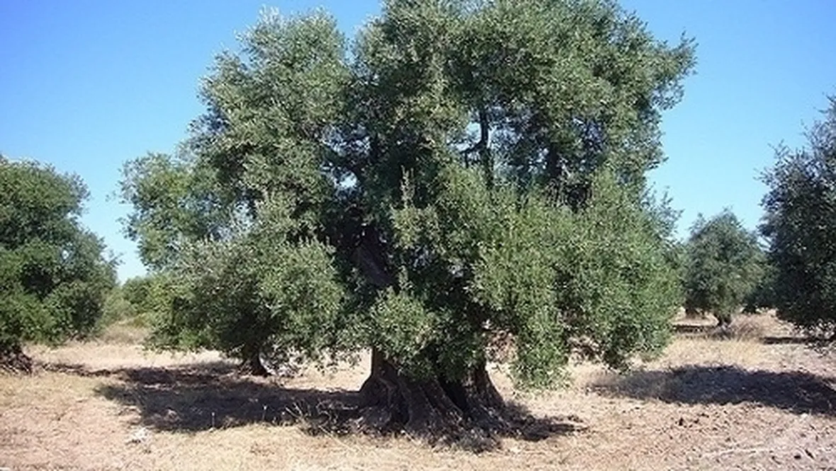 Potare l'ulivo