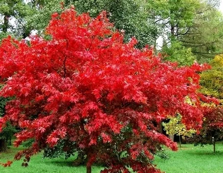 Prendersi cura di un acero rosso